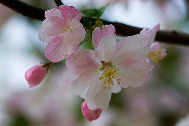 卡普空游戏发布会前瞻 包含《龙之信条2》等游戏